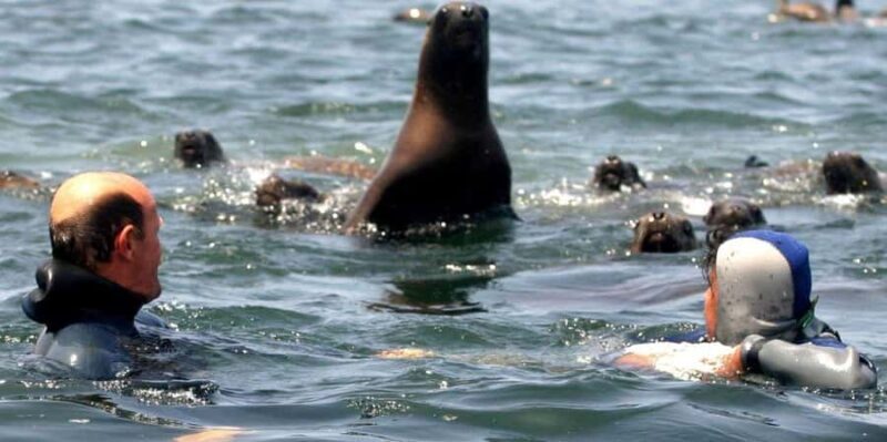 From Lima: Palomino Islands - Callao Bay Excursion Half day - Final Thoughts