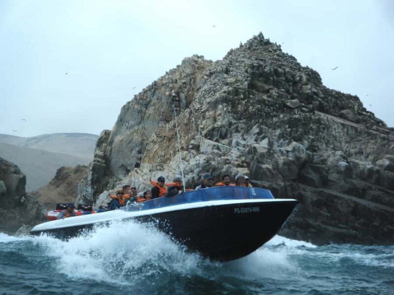 From Lima: Palomino Islands Speedboat Tour and Sea Lion Swim - Key Points