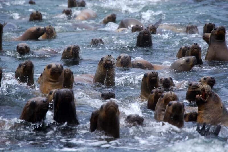 From Lima: Palomino Islands Speedboat Tour and Sea Lion Swim - Final Thoughts