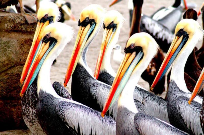 From Lima: Paracas and Huacachina Day Trip with Buggy Ride - Key Points