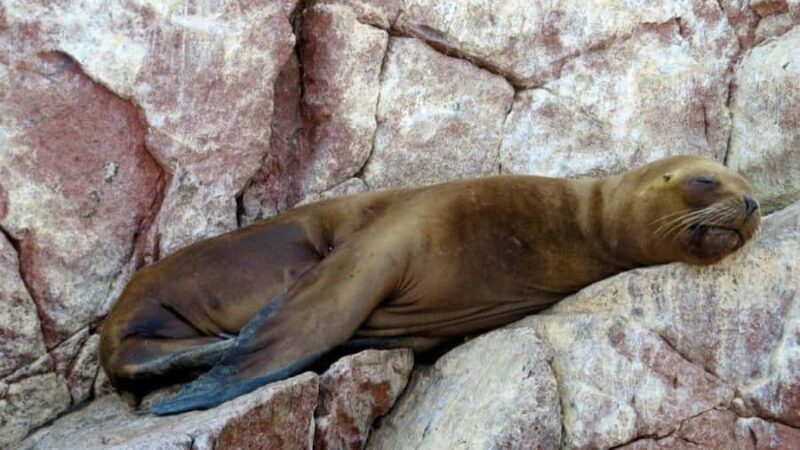 From Lima: Paracas and Huacachina Day Trip with Buggy Ride - FAQ