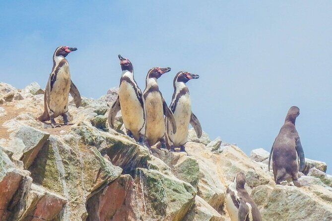 From Lima: PARACAS, ICA and OASIS HUACACHINA, ALL INCLUSIVE - An Adventure Through Peru’s Coastal Gems — From Lima to Paracas, Ica, and Huacachina