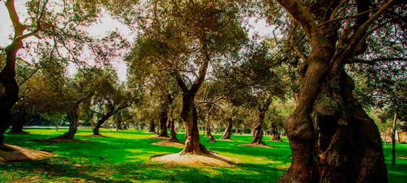 From Lima: Sanctuary of Pachacamac & Barranco - FAQ