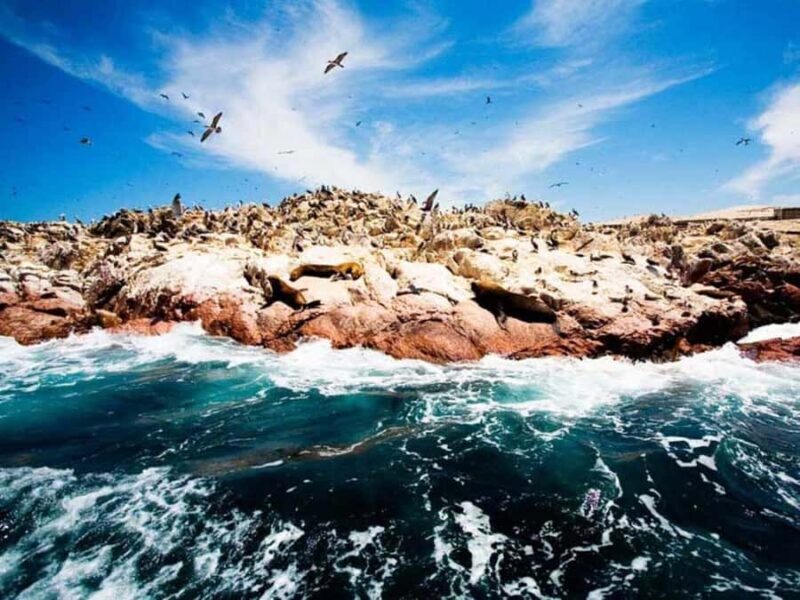 From Lima: Tour to Paracas - Huacachina - Nazca 2D/1N - Exploring the Journey: A Thorough Breakdown of the Tour