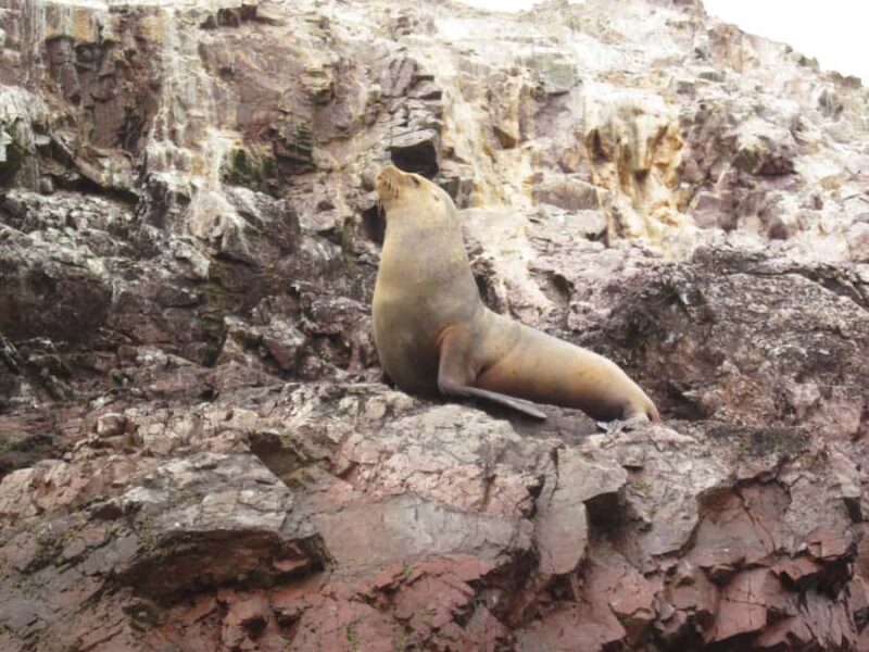 From Lima: Visit Paracas, Ballestas Islands, Huacachina and Vineyard in Ica. - Authenticity and Value