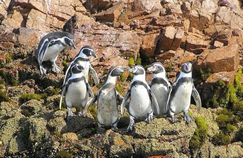 From Lima:Paracas Ballestas Islands and Ica Oasis 1 day Tour - Lunch & Wine Tasting in Ica