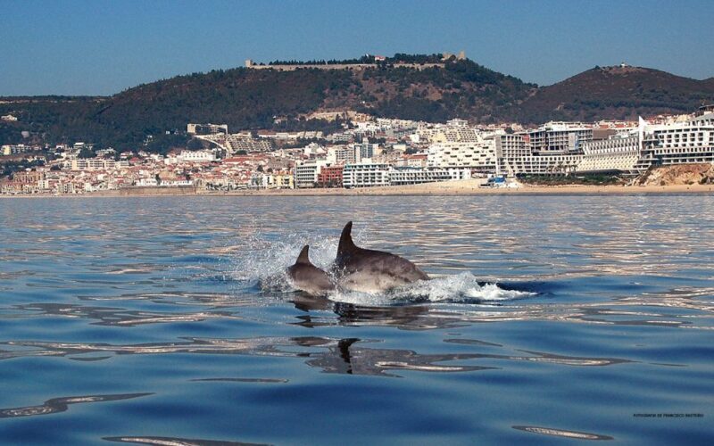 From Lisbon: Arrabida Private Full-Day Wine Excursion - What the Tour Covers