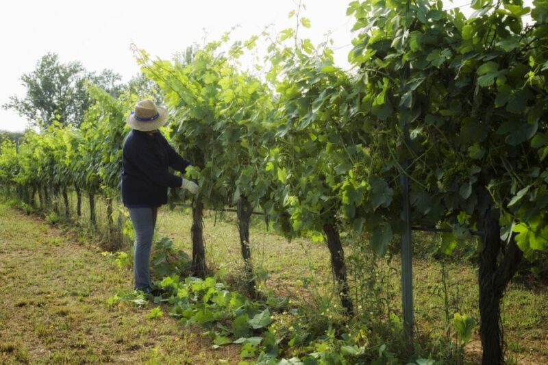 From Lisbon: Évora Wine & Heritage Tour - FAQ