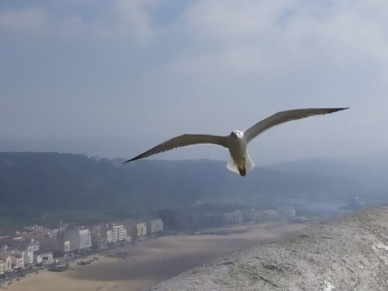 From Lisbon: Private Óbidos and Nazaré Tour - Frequently Asked Questions