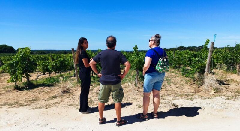 From Lisbon: Setúbal & Arrábida Wine Tour with Lunch - Final Thoughts