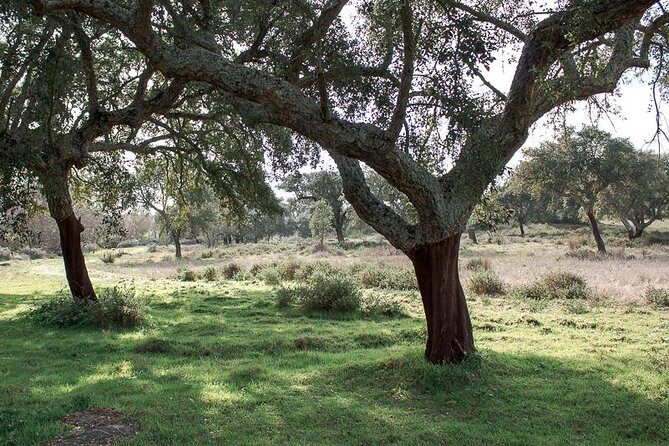 From Lisbon to Alentejo: Évora and Megaliths Full-Day Group Tour - Final Thoughts: Who Should Take This Tour?