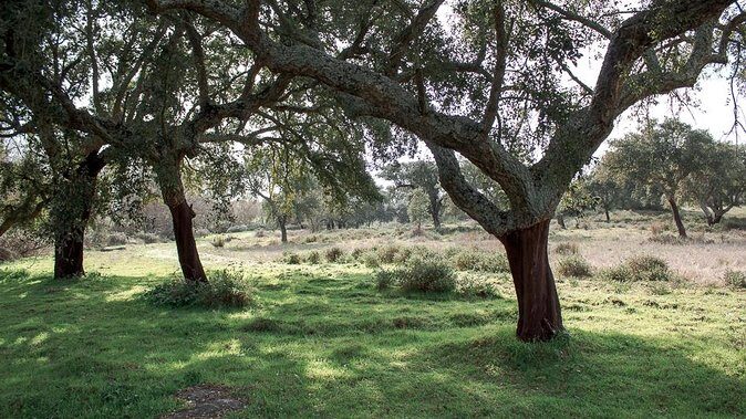 From Lisbon to Alentejo: Évora and Megaliths Full-Day Tour - The Sum Up