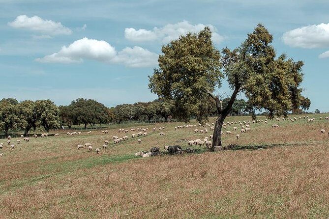 From Lisbon to Alentejo: Évora and Megaliths Full-Day Tour - FAQ