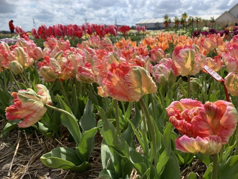 From Lisse: Keukenhof Flower Fields Bike Tour - FAQ