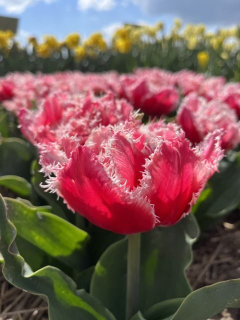 From Lisse: Landrover Tour Around Keukenhof & Flower Fields - The Sum Up