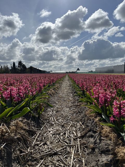 From Lisse: Landrover Tour Around Keukenhof & Flower Fields - FAQ