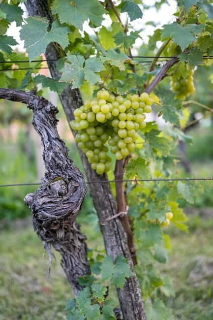 From Ljubljana: Vipava Valley Wine Express Tour - From Ljubljana: Vipava Valley Wine Express Tour - A Detailed Review