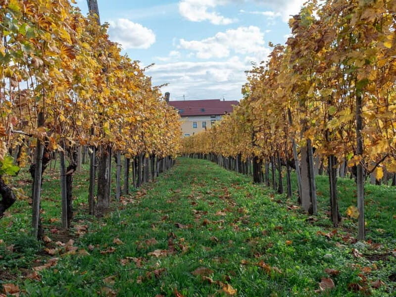 From Ljubljana: Vipava Valley Wine Express Tour - The Sum Up