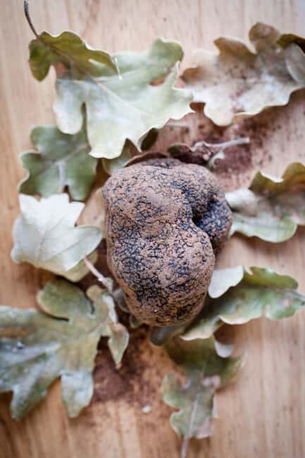 From location: Truffle farm visit, culinary workshop, meal - Practical Considerations