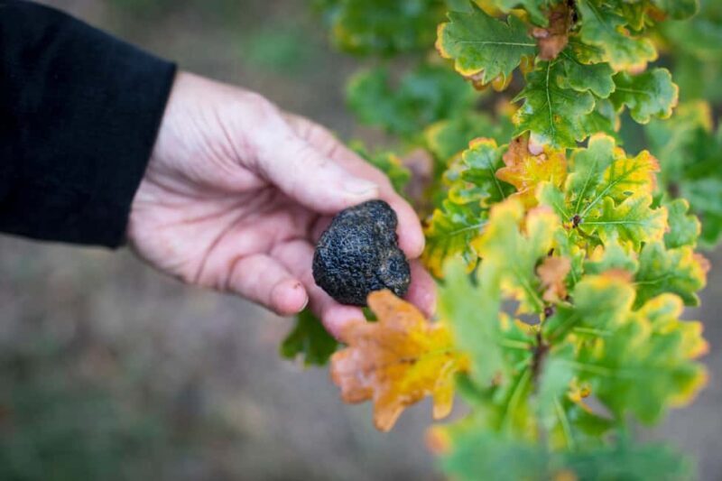 From location: Truffle farm visit, culinary workshop, meal - Why We Think This Tour Is Worth It