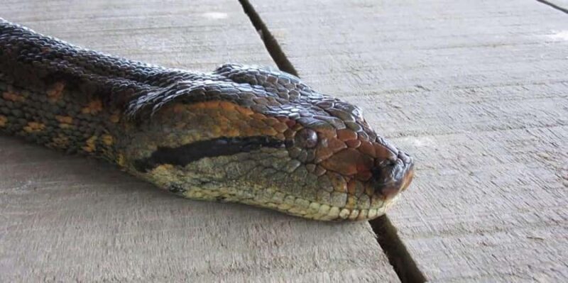 From Loreto: Full Day Nanay River - Momón - Amazonas - Experience the Amazon River on a Full Day from Loreto