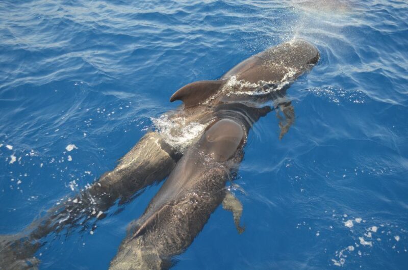 From Los Gigantes: Whale Watching Sailboat Cruise - From Los Gigantes: Whale Watching Sailboat Cruise – A Practical Guide