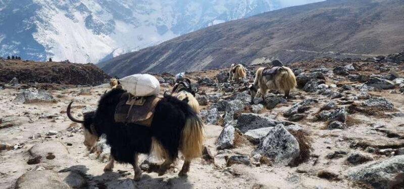 From Lukla: 18-Day Everest Base Camp and Gokyo Lakes Trek - FAQ