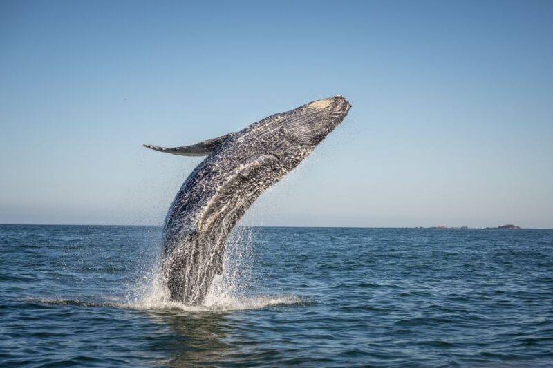 From Ma'alaea: Afternoon Whale Watch Tour Aboard the Malolo - A Deep Dive Into the Whale Watching Adventure