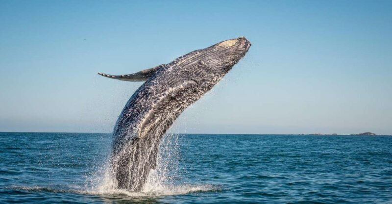 From Ma'alaea: Afternoon Whale Watch Tour Aboard the Malolo - Practical Details: Logistics, Pricing, and Tips