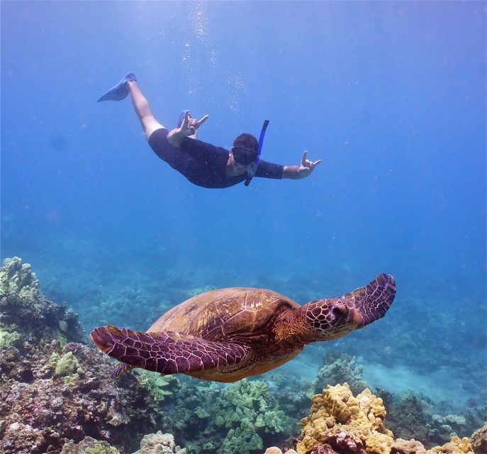 From Ma'alaea: AM Turtle Town Snorkel Aboard Quicksilver - Exploring Maui’s Underwater Paradise with Quicksilver