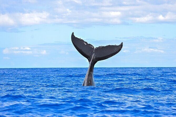 From Ma'alaea Harbor: Sunset Whale Watch Tour Aboard the Malolo - A Detailed Look at the Sunset Whale Watch Tour