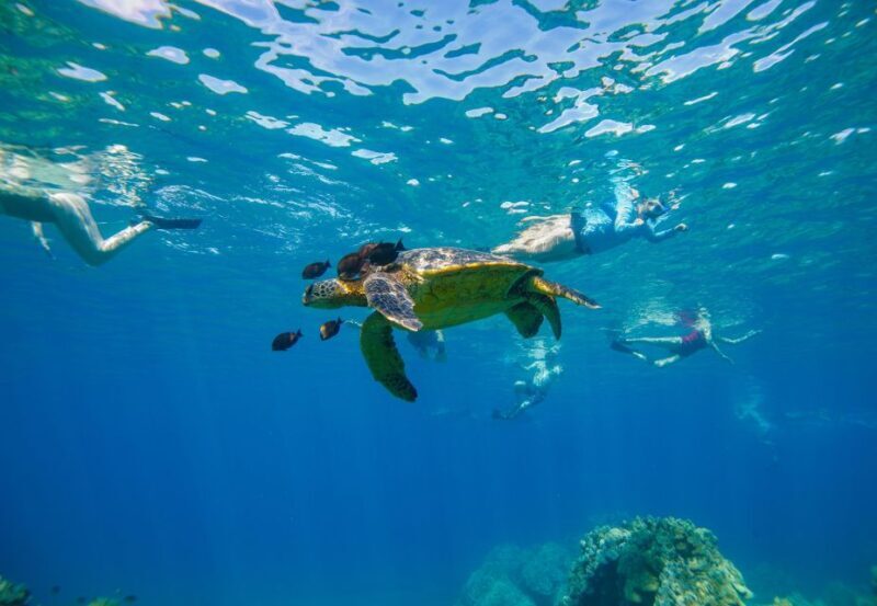 From Maalaea: Turtle Town 3-Hour Snorkel and Sail Adventure - A Deep Dive into the Turtle Town Snorkel and Sail Experience