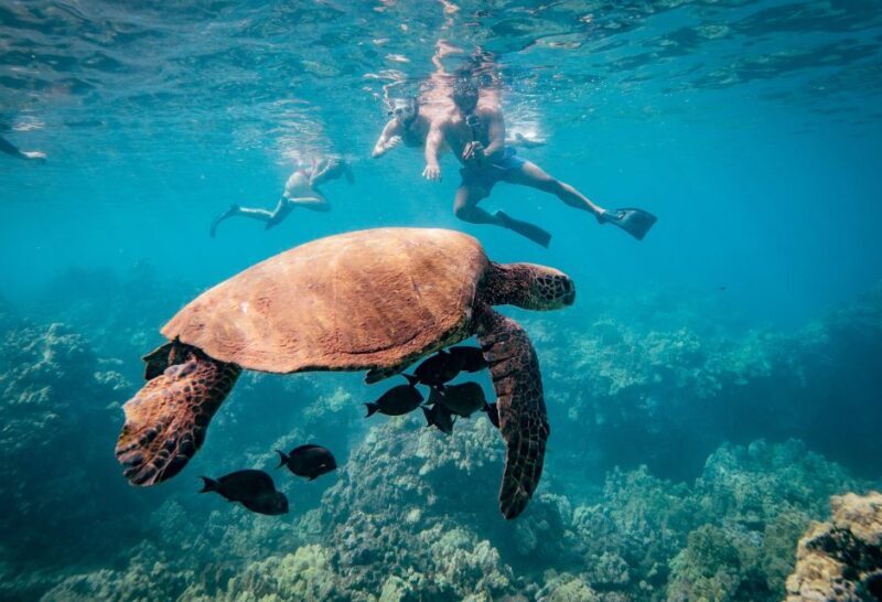 From Maalaea: Turtle Town 3-Hour Snorkel and Sail Adventure - Final Thoughts