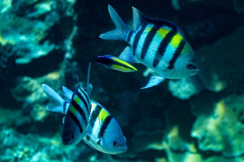 From Maalaea: Turtle Town 3-Hour Snorkel and Sail Adventure - FAQs