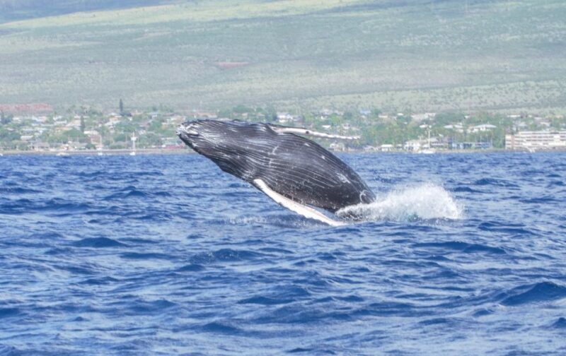 From Maalaea: Whale Watching Catamaran Cruise with Drinks - Practical Tips to Maximize Your Experience