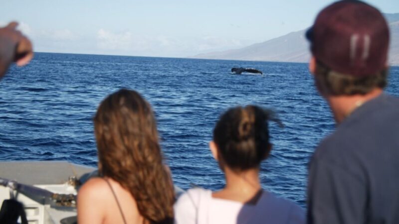 From Maalaea: Whale Watching Catamaran Cruise with Drinks - The Sum Up