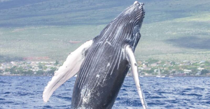 From Maalaea: Whale Watching Catamaran Cruise with Drinks - FAQ