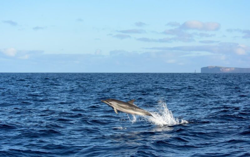 From Machico: Madeira Whale and Dolphin Watching Boat Tour - Key Points