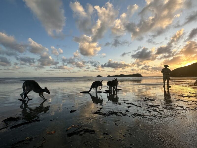 From Mackay: Wallabies on the Beach Sunrise Trip - Why the Early Wake-Up Is Worth It