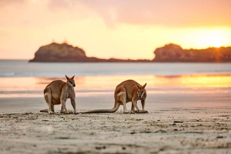 From Mackay: Wallabies on the Beach Sunrise Trip - Breakfast and Additional Options