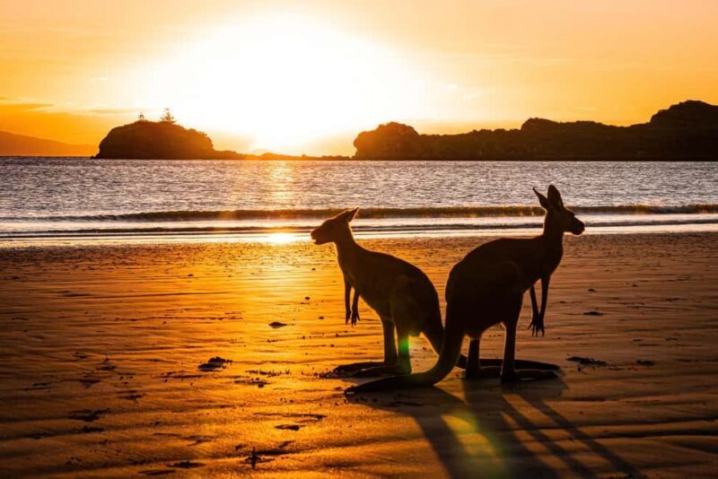 From Mackay: Wallabies on the Beach Sunrise Trip - Is This Tour Worth the Price?