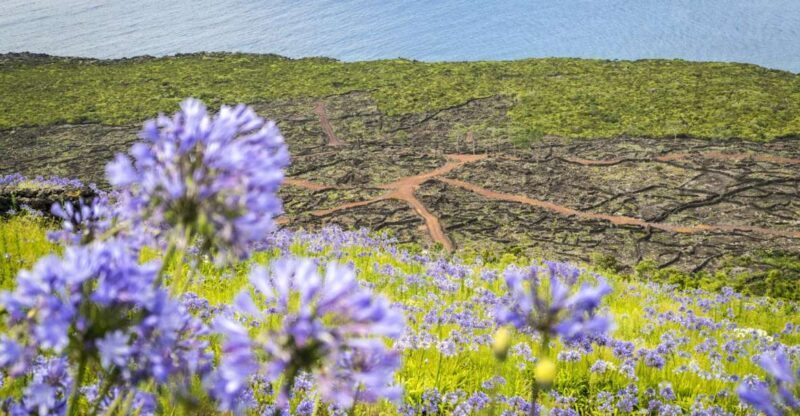 From Madalena: Pico Volcanoes and Lakes Guided Day Tour - Exploring Pico’s Lakes and Lagoons