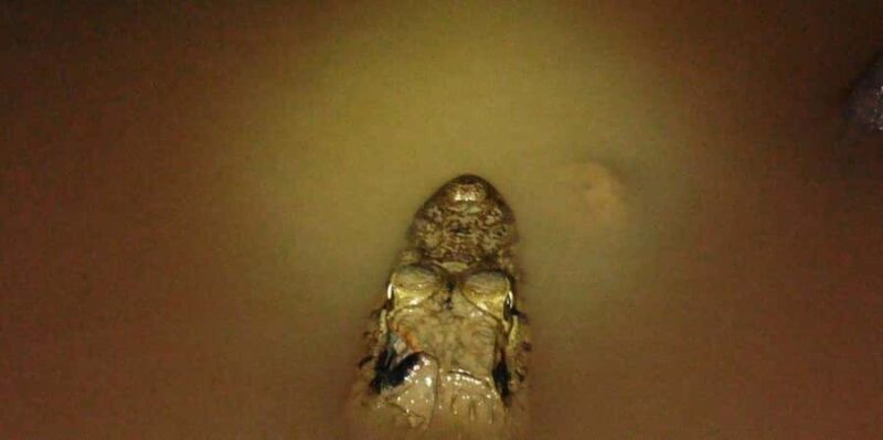 From Madre de Dios ||Night trekking in the Amazon jungle - An In-depth Look at the Night Trekking Experience