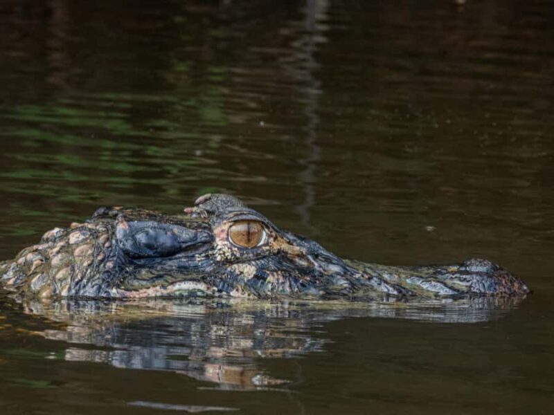 From Madre de Dios ||Night trekking in the Amazon jungle - A Deep Dive into the Night Trekking Experience