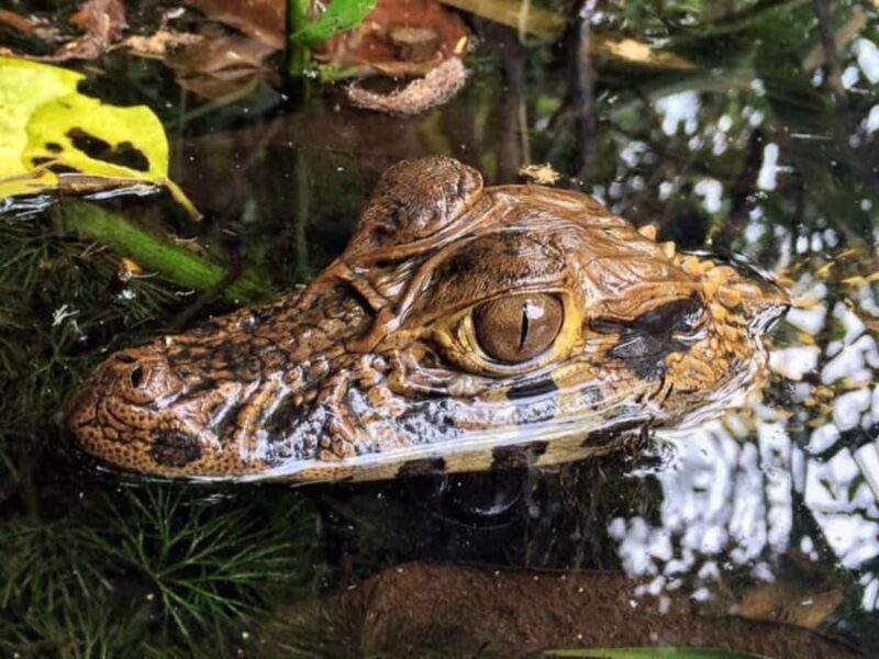 From Madre de Dios ||Night walk in the Amazon rainforest - Key Points