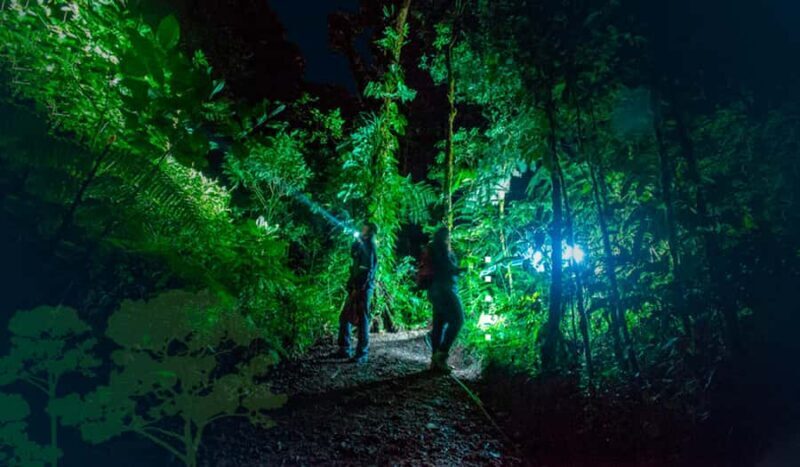 From Madre de Dios | Night walk in the Amazon Rainforest - The Sum Up: Is It Worth It?