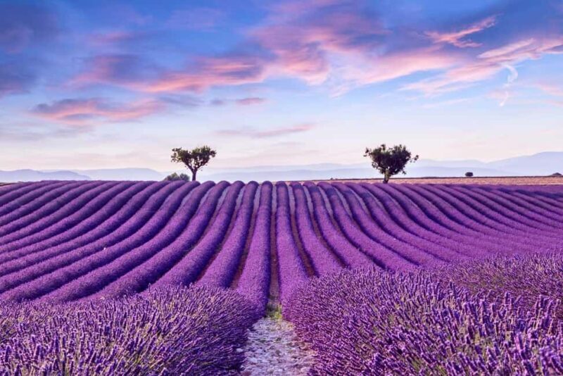 From Madrid: Day Trip to Brihuega Lavender Fields - FAQ