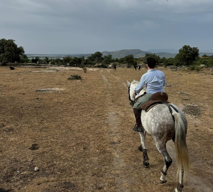 From Madrid: Horseback riding Experience - A Practical Look at the Madrid Horseback Tour