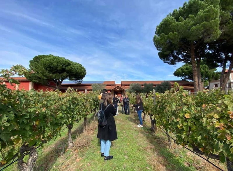 From Madrid: Ribera del Duero Wine Tour with Local Lunch - Why This Tour Works Well