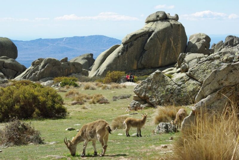 From Madrid: Sierra de Guadarrama Hiking Day Trip - Who Will Love This Tour?